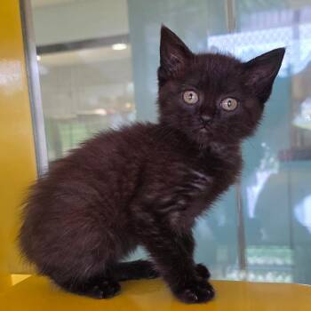 Spawn -  Domestic Short Hair Cat Available for Adoption in Abilene, Texas - Spawn | PetCurious