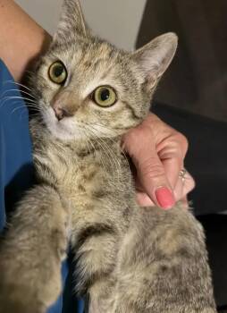 Jas -  Domestic Short Hair Cat for Adoption in Wyoming, Michigan - Jas | PetCurious