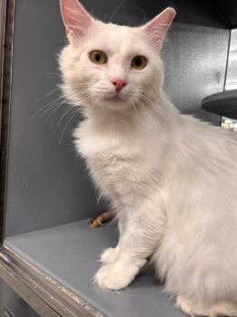 Snow -  Domestic Short Hair Cat Available for Adoption - Snow | PetCurious