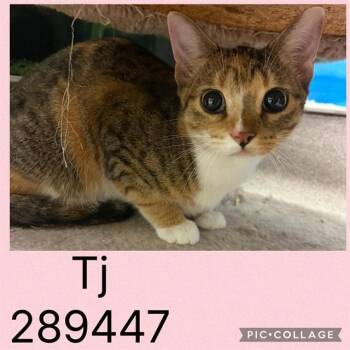 TJ -  Domestic Short Hair Cat for Adoption in Macon, Georgia - TJ | PetCurious
