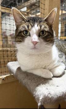 Domestic Short Hair Cats Available for Adoption - Goliath | PetCurious