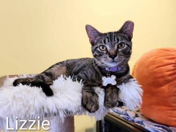 Rescue Domestic Short Hair Cats for Adoption in Aurora, Illinois - Lizzie | PetCurious
