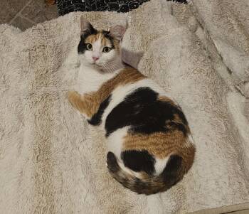 Domestic Short Hair Cats Available for Adoption - Holly | PetCurious