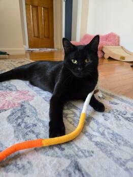 Bombay Cats Available for Adoption - Annabelle And Tickety-Boo | PetCurious