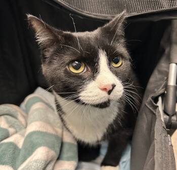 Rescue Domestic Short Hair Cats for Adoption in New York, New York - Mickey | PetCurious