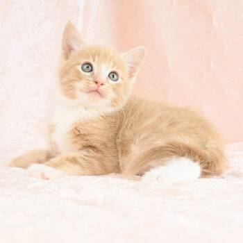 Domestic Short Hair Cats Available for Adoption - Marcel | PetCurious