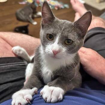 Rescue Domestic Short Hair Cats for Adoption in Fairfax, Virginia - Lyric | PetCurious
