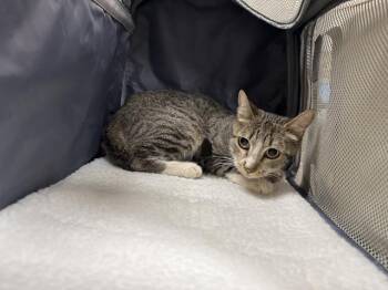 A1926384 -  Domestic Short Hair Cat for Adoption in Thousand Palms, California - A1926384 | PetCurious