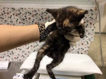 CHRISTMAS -  Domestic Short Hair Cat for Adoption in Riverside, California - CHRISTMAS | PetCurious
