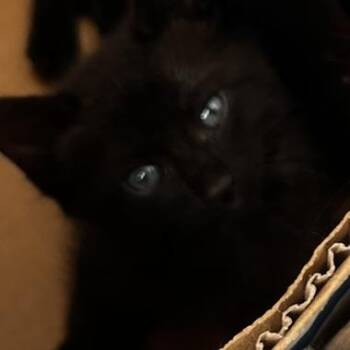 Vannessa -  Domestic Short Hair Cat for Adoption in West Palm Beach, Florida - Vannessa | PetCurious