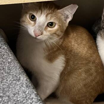 Donny -  Domestic Short Hair Cat for Adoption in Dickinson, Texas - Donny | PetCurious
