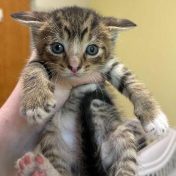 Domestic Short Hair Cats Available for Adoption in Wilmington, Delaware - Batty | PetCurious