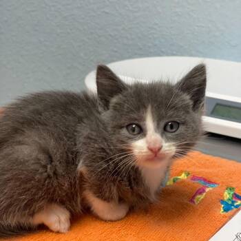 Lotto -  Domestic Short Hair Cat for Adoption in Riverside, California - Lotto | PetCurious