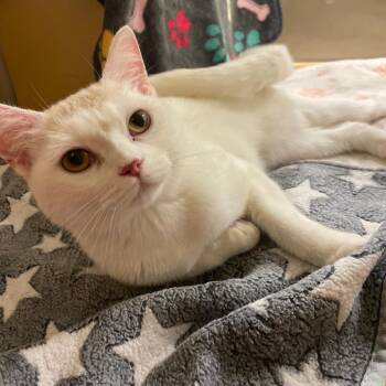 Flora -  Domestic Short Hair Cat for Adoption in Chicago, Illinois - Flora | PetCurious