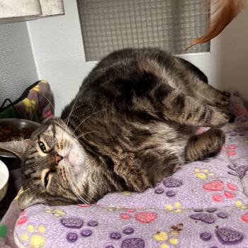 Nimbus -  Domestic Short Hair Cat for Adoption in The Colony, Texas - Nimbus | PetCurious