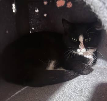 Big John -  Domestic Short Hair Cat for Adoption in Berkeley Springs, West Virginia - Big John | PetCurious