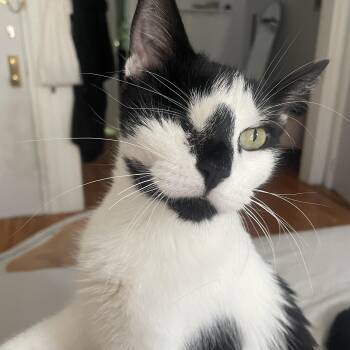 Willy -  American Shorthair Cat for Adoption in New York, New York - Willy | PetCurious