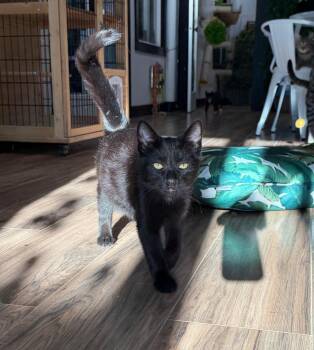 Bear -  Domestic Short Hair Cat for Adoption in Wayland, Michigan - Bear | PetCurious