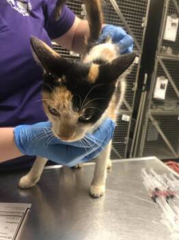 A429809 -  Domestic Short Hair Cat for Adoption in Conroe, Texas - A429809 | PetCurious