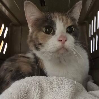 Tegan -  Domestic Short Hair Cat for Adoption in Milan, Illinois - Tegan | PetCurious