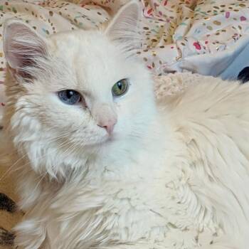 Rescue Domestic Short Hair Cats for Adoption in Buffalo, Minnesota - Angel | PetCurious