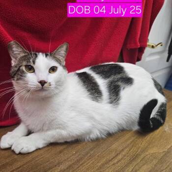 Gussy Cat OS NV -  Domestic Short Hair Cat for Adoption in Las Vegas, Nevada - Gussy Cat OS NV | PetCurious