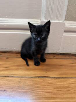 Domestic Short Hair Cats Available for Adoption in San Jose, California - Capitola Bonded W/Pacifica | PetCurious