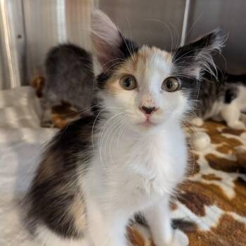 PAWSMOPOLITAN -  Domestic Short Hair Cat for Adoption in La Crescent, Minnesota - PAWSMOPOLITAN | PetCurious