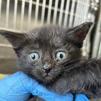 Jupiter -  Domestic Short Hair Cat for Adoption in Newark, New Jersey - Jupiter | PetCurious