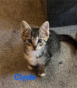 Clyde -  Domestic Medium Hair Cat for Adoption in Yardley, Pennsylvania - Clyde | PetCurious
