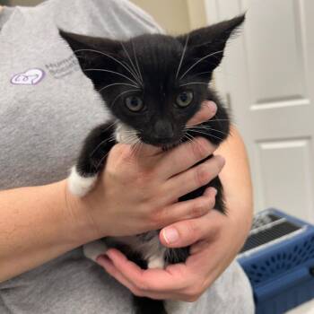 Marty -  Domestic Short Hair Cat for Adoption in Lake Panasoffkee, Florida - Marty | PetCurious