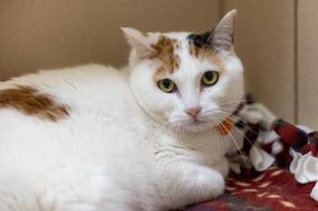 Greta -  Domestic Short Hair Cat for Adoption in Golden Valley, Minnesota - Greta | PetCurious