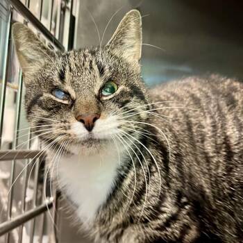 Ajax -  Domestic Short Hair Cat for Adoption in Cumming, Georgia - Ajax | PetCurious