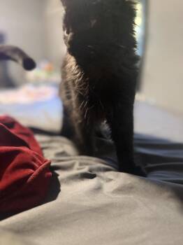 Pipp -  Domestic Short Hair Cat for Adoption in Lincoln Park, Michigan - Pipp | PetCurious