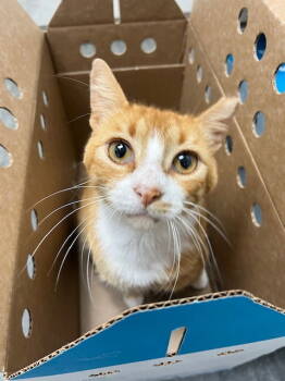 Rescue American Shorthair Cats for Adoption in Atlanta, Georgia - Gum Drop - As Sweet As The Candy | PetCurious