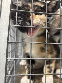 Domestic Short Hair Cats Available for Adoption - HALIBUT | PetCurious