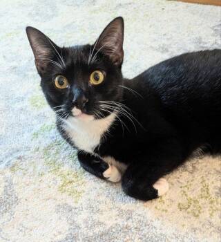 Parsley -  Tuxedo and Domestic Short Hair Cat for Adoption in Ocala, Florida - Parsley | PetCurious