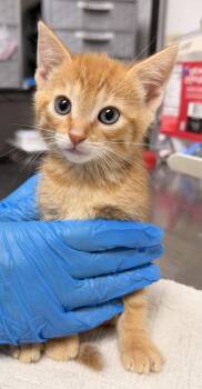 Domestic Short Hair Cats Available for Adoption in Sanford, North Carolina - Naranja | PetCurious
