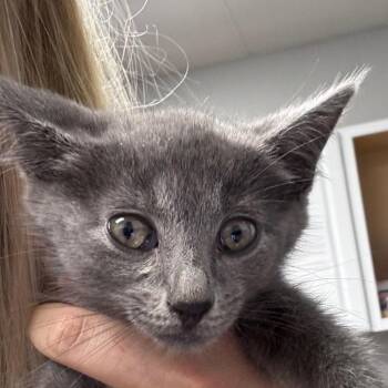 Domestic Short Hair Cats Available for Adoption in Greenville, South Carolina - Purrcilla | PetCurious