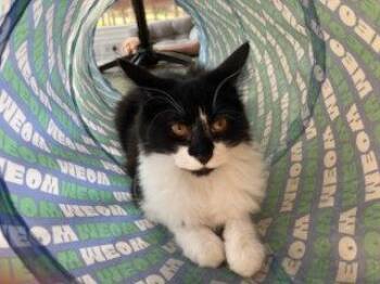 KITTEN AVA -  Tuxedo Cat for Adoption in Franklin, Tennessee - KITTEN AVA | PetCurious