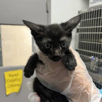 Fred -  Domestic Medium Hair Cat for Adoption in Taos, New Mexico - Fred | PetCurious