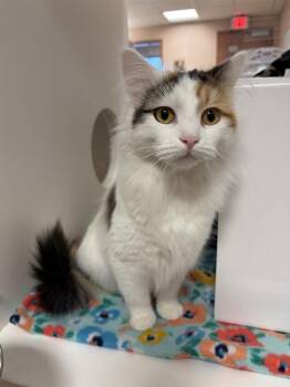 Pixie -  Domestic Medium Hair Cat for Adoption in Black Eagle, Montana - Pixie | PetCurious