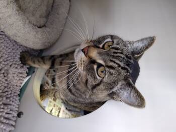 Rescue Domestic Short Hair Cats for Adoption in Leadville, Colorado - Geronimo Stilton | PetCurious