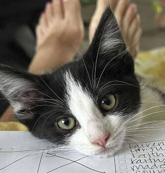 Rescue Domestic Short Hair and Tuxedo Cats for Adoption in Skyline, Minnesota - Sheldon | PetCurious