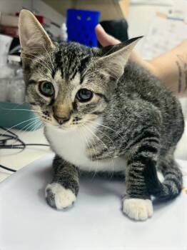 Alan -  Domestic Short Hair Cat for Adoption in Hartsville, South Carolina - Alan | PetCurious