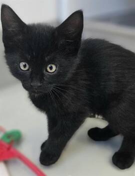 JUNE BUG* -  Domestic Short Hair Cat for Adoption in Santa Cruz, California - JUNE BUG* | PetCurious