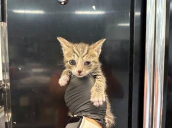 A1933486 -  Domestic Short Hair Cat for Adoption in Thousand Palms, California - A1933486 | PetCurious