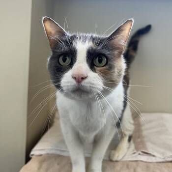 Calico Cats Available for Adoption in Burlingame, California - Kimi | PetCurious