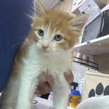 Quesadilla -  Domestic Long Hair Cat Available for Adoption in Leander, Texas - Quesadilla | PetCurious