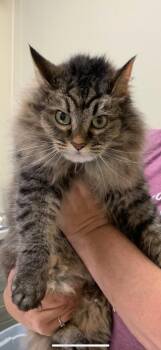 Artemis -  Domestic Long Hair Cat for Adoption in Christiansburg, Virginia - Artemis | PetCurious